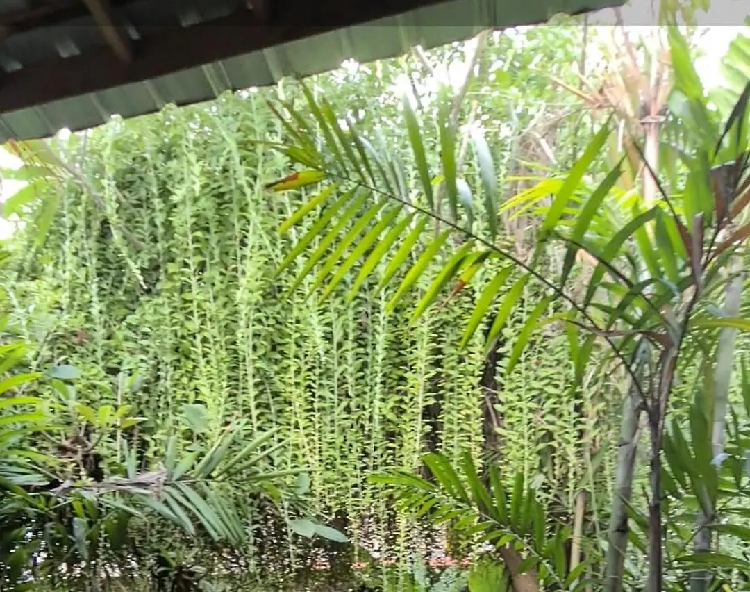 One Love Homestay location